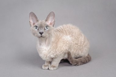 Devon Rex cat clipart