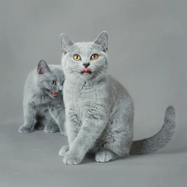 Británico taquigrafía gatito —  Fotos de Stock