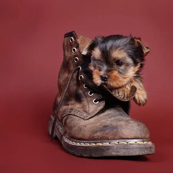 Yorkshire terrier hond puppy portret — Stockfoto