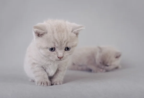 英国短毛猫小猫 图库图片