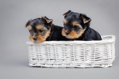 Yorkshire terrier köpek yavrusu portre