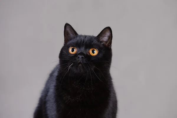 Czarny Kot brytyjski — Zdjęcie stockowe