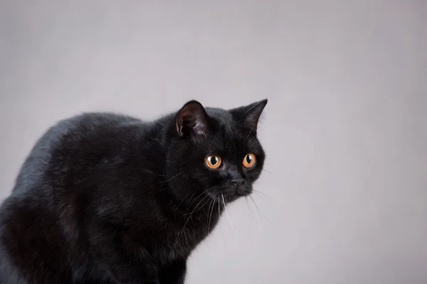 Schwarze Britische Katze — Stockfoto