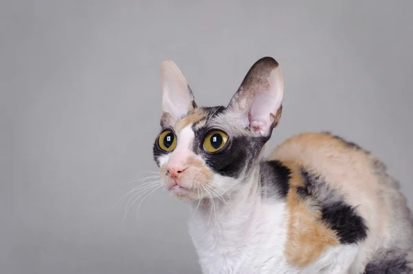 コーニッシュ・レックス猫 — ストック写真