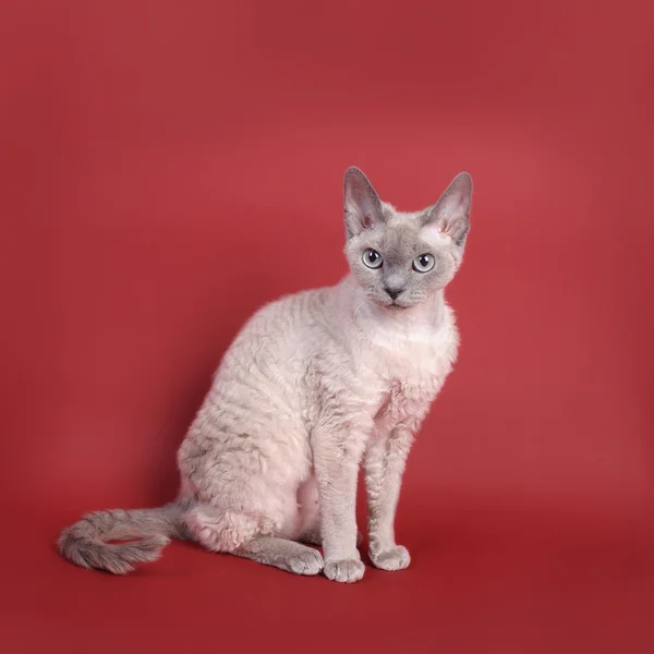 Gato Devon Rex — Foto de Stock