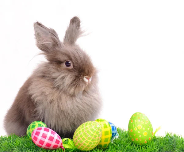 stock image Easter Rabbit with eggs