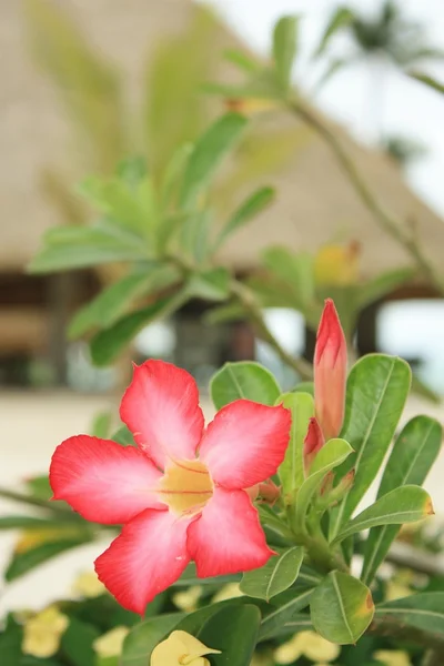 Flores exóticas en la playa — Foto de Stock