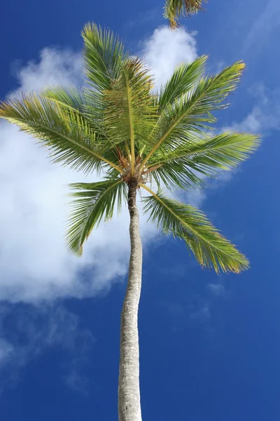 Exotiska coconut palmträd på stranden — Stockfoto