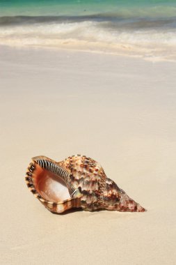 egzotik seashell Beach