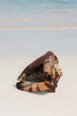 egzotik seashell Beach