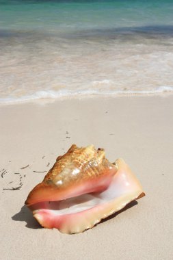 egzotik seashell Beach