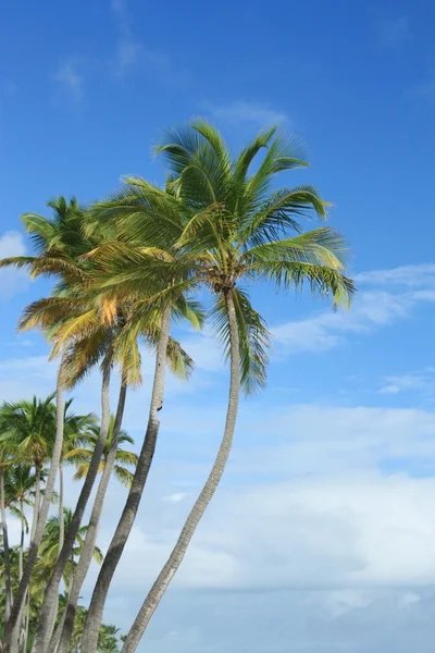 Palmeiras de coco exóticas na praia — Fotografia de Stock