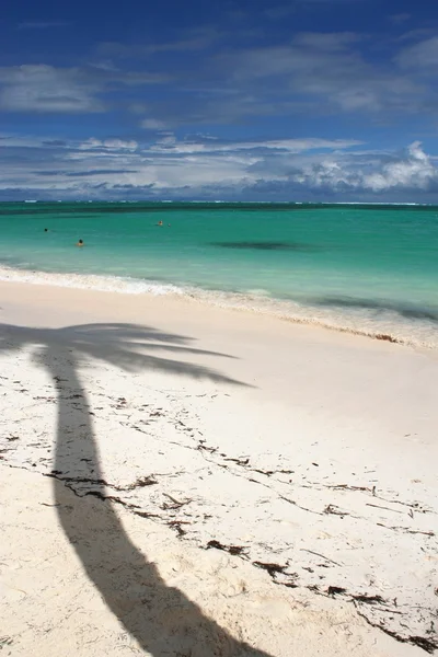 Exotic coconut palm tree shadow on the beach — Stock Photo, Image