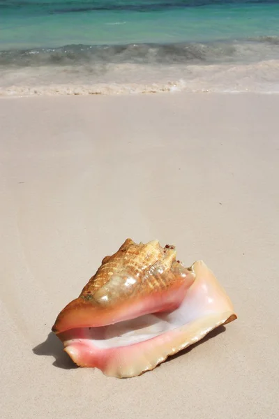 Exotische zeeschelp op het strand — Stockfoto