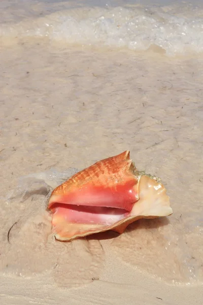 Exotic seashell on the beach — Stock Photo, Image