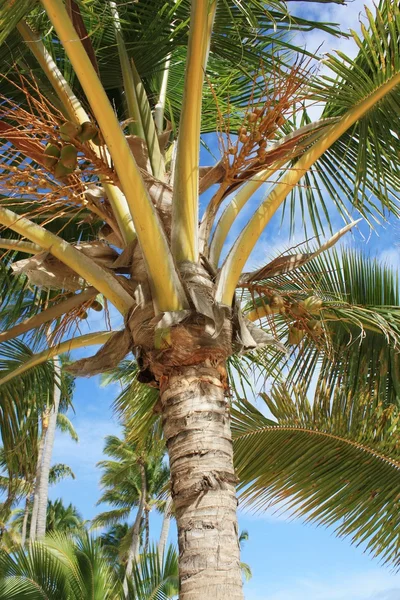 Palmera de coco exótica en la playa —  Fotos de Stock