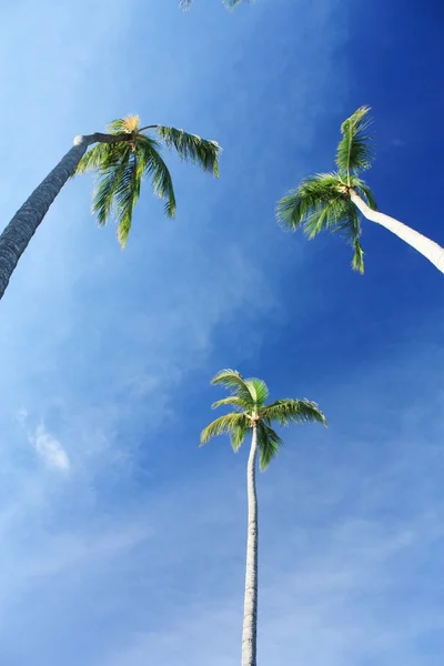 Drzew egzotycznych palm kokosowych na plaży — Zdjęcie stockowe