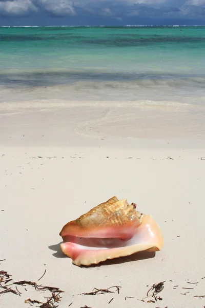 Exotische zeeschelp op het strand — Stockfoto
