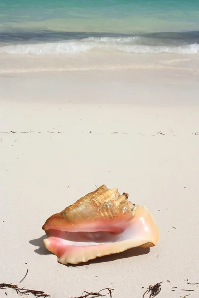 Exotische Muschel am Strand — Stockfoto