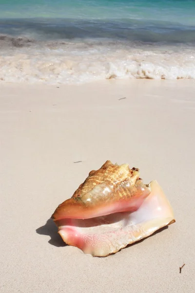 Exotische Muschel am Strand — Stockfoto