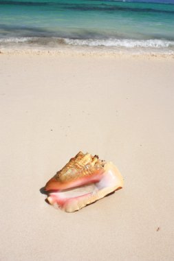 egzotik seashell Beach