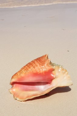 egzotik seashell Beach