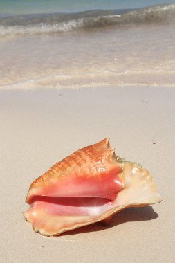 egzotik seashell Beach