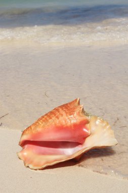 egzotik seashell Beach