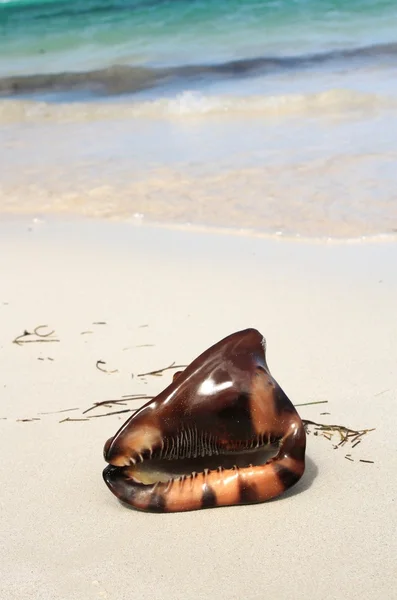 Exótica concha marina en la playa —  Fotos de Stock