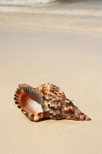 Coquillage exotique sur la plage — Photo