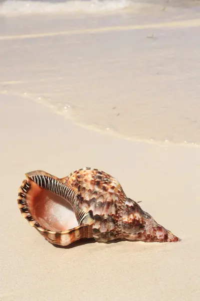 Coquillage exotique sur la plage — Photo