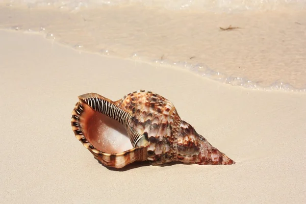 Exótica concha marina en la playa — Foto de Stock