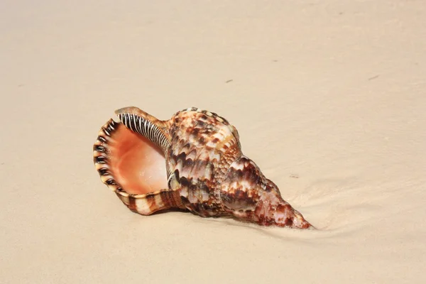Exotic seashell on the beach — Stock Photo, Image