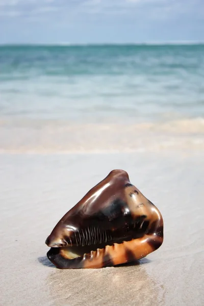 Экзотическая ракушка на пляже — стоковое фото