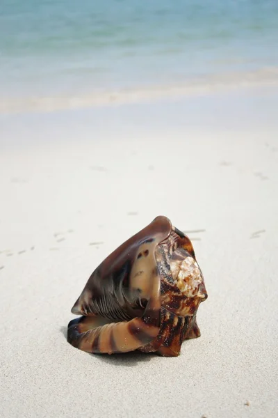Экзотическая ракушка на пляже — стоковое фото