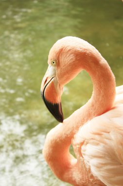 Exotic flamingo clipart
