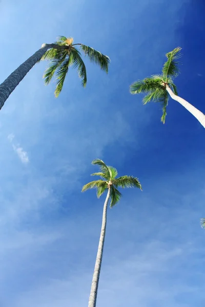 Экзотические кокосовые пальмы на пляже — стоковое фото