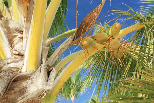 Exotische kokos palmboom op het strand — Stockfoto