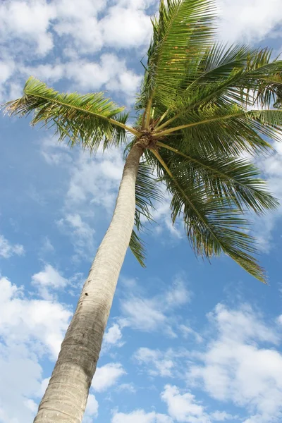 Exotiska coconut palmträd på stranden — Stockfoto