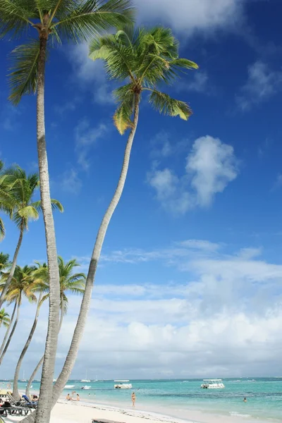 Exotic coconut palm trees on the beach — Stock Photo, Image