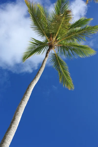 异国情调的椰子棕榈树在沙滩上 — 图库照片