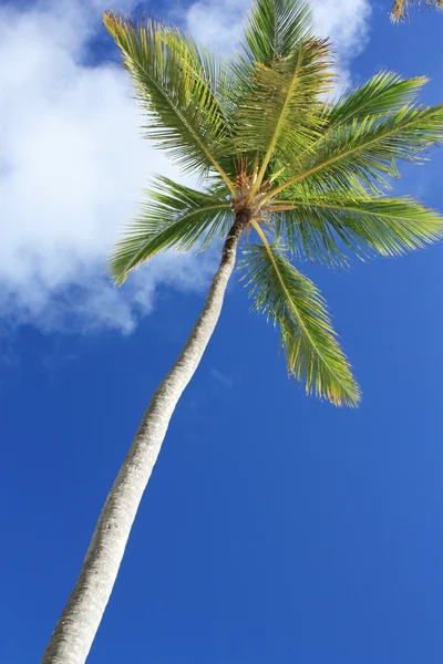 Coco exótico palmeira na praia — Fotografia de Stock