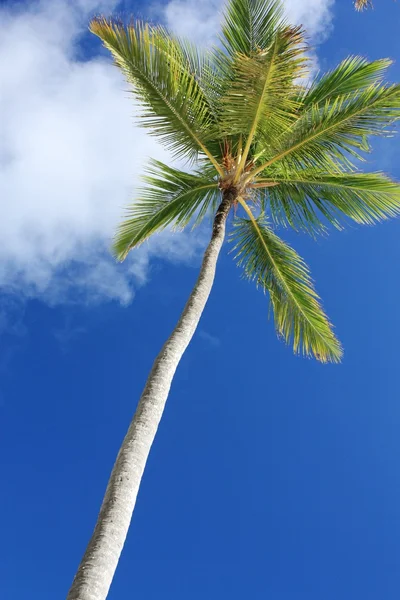 ビーチでエキゾチックなココナッツ、ヤシの木 — ストック写真