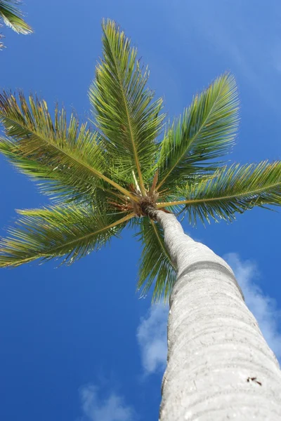 Exotiska coconut palmträd på stranden — Stockfoto
