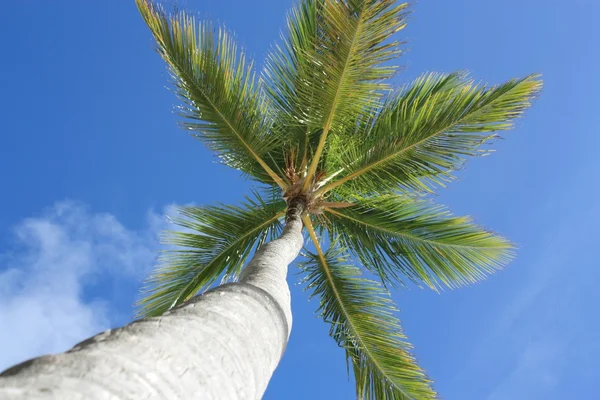 ビーチでエキゾチックなココナッツ、ヤシの木 — ストック写真