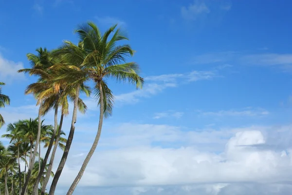 异国情调的椰子棕榈树在沙滩上 — 图库照片