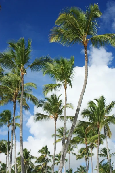 Palmeras de coco exóticas en la playa — Foto de Stock
