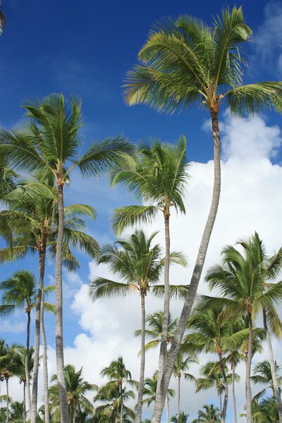 Exotic coconut palm trees on the beach