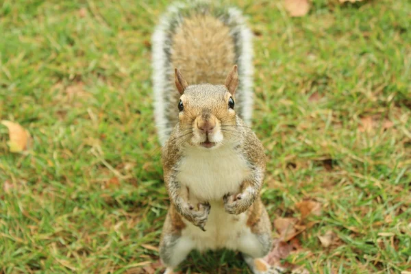 London Squirrel — Zdjęcie stockowe