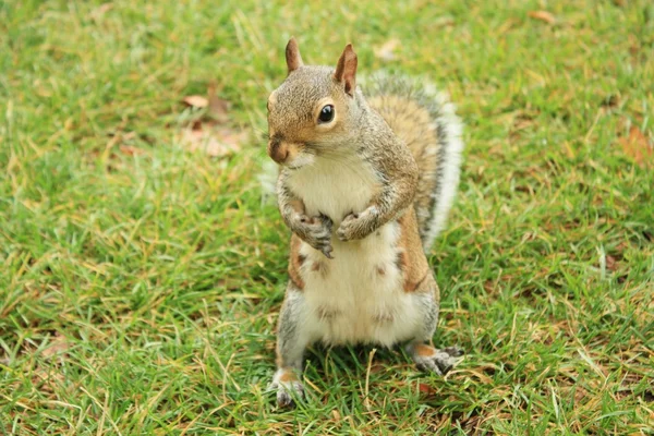 London Squirrel — Zdjęcie stockowe